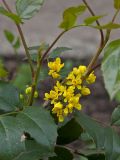 Mahonia aquifolium. Часть побега с соцветием и листьями. Пермь, Свердловский р-н, в озеленении двора. 2 июня 2017 г.