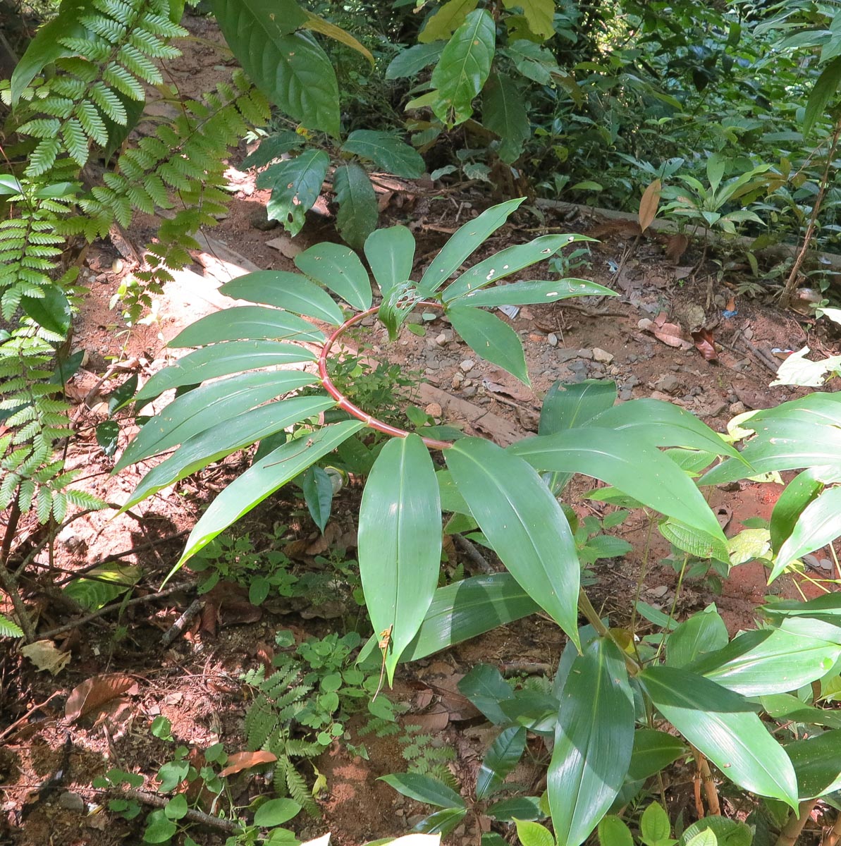 Image of Hellenia speciosa specimen.