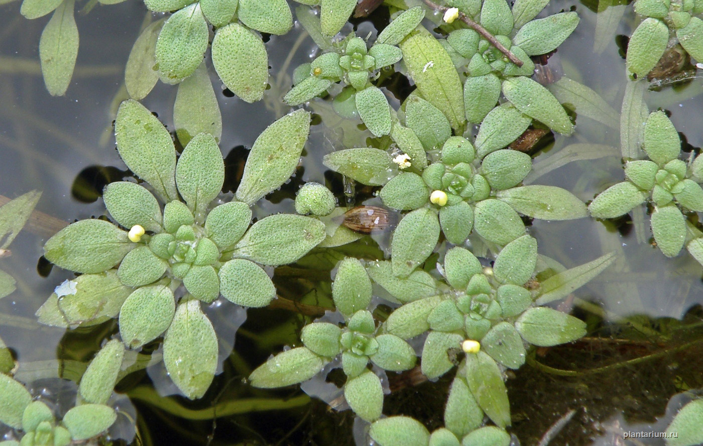 Изображение особи Callitriche palustris.