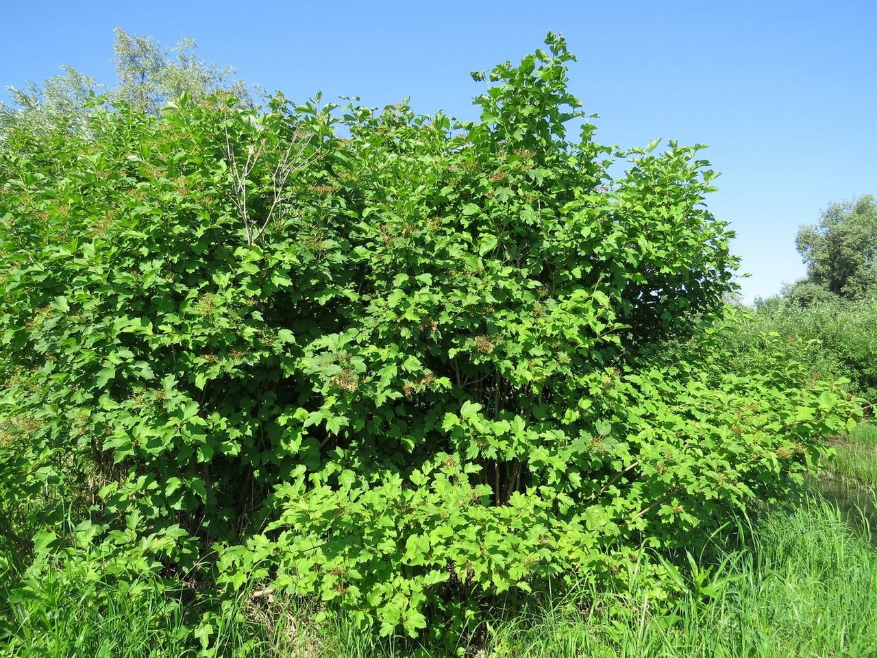 Image of Viburnum opulus specimen.