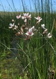 Butomus umbellatus. Верхушка побега с соцветием. Крым, Керченский п-ов, окр. мыса Чауда, непересыхающая лужа на дне балки. 25 июня 2017 г.
