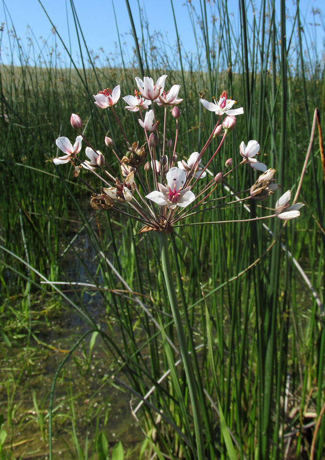 Изображение особи Butomus umbellatus.