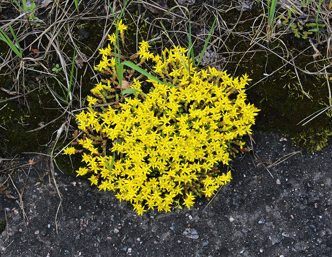 Image of Sedum acre specimen.
