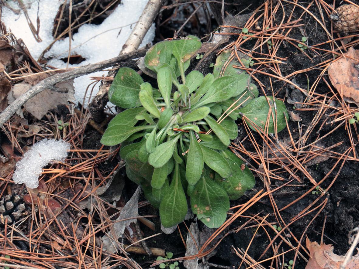 Image of Erigeron acris specimen.