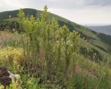 Galium verum. Плодоносящие растения. Краснодарский край, м/о г. Новороссийск, хр. Маркотх, задернованное скальное обнажение на одной из промежуточных вершин хребта, ≈ 450 м н.у.м., горная степь. 09.07.2016.