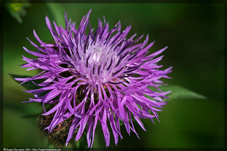 Изображение особи Centaurea pseudophrygia.