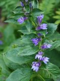 Lobelia siphilitica. Часть побега с цветками. Москва, ботанический сад МГУ \"Аптекарский огород\". 23.07.2007.