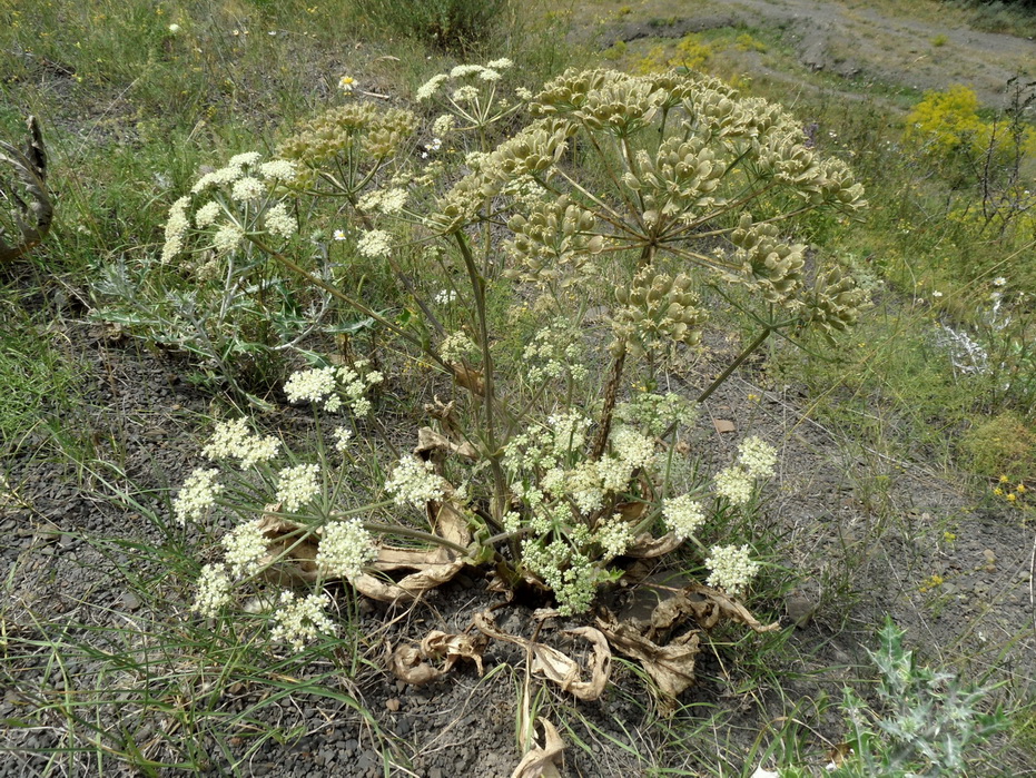 Изображение особи род Heracleum.