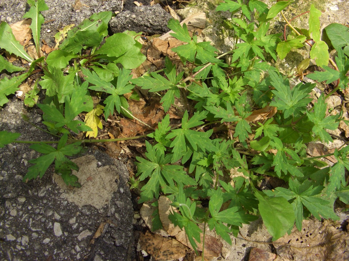 Image of Geranium sibiricum specimen.