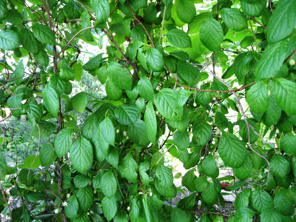 Image of Schisandra chinensis specimen.