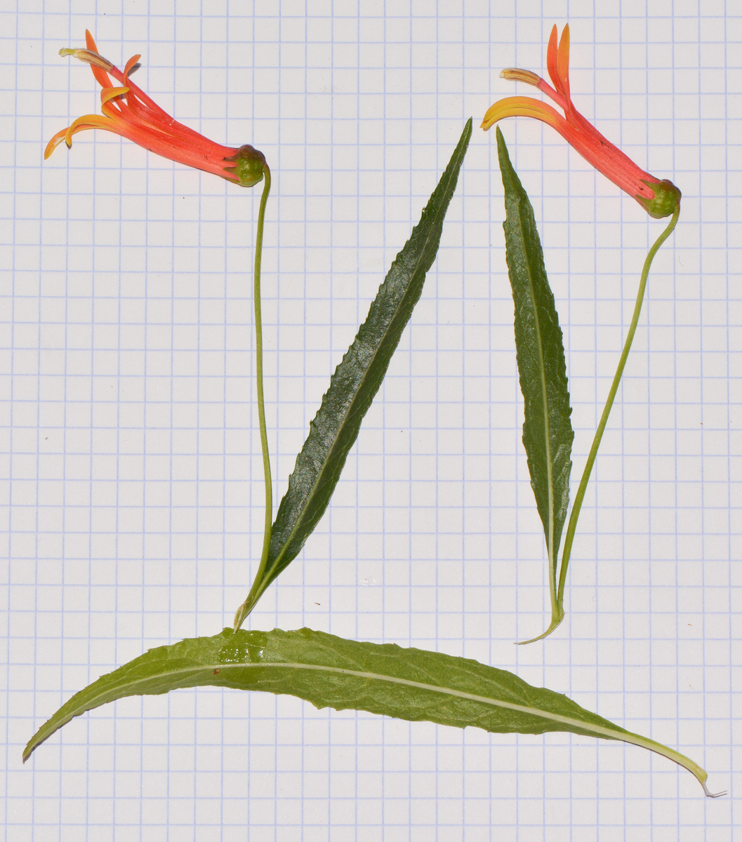 Image of Lobelia laxiflora specimen.