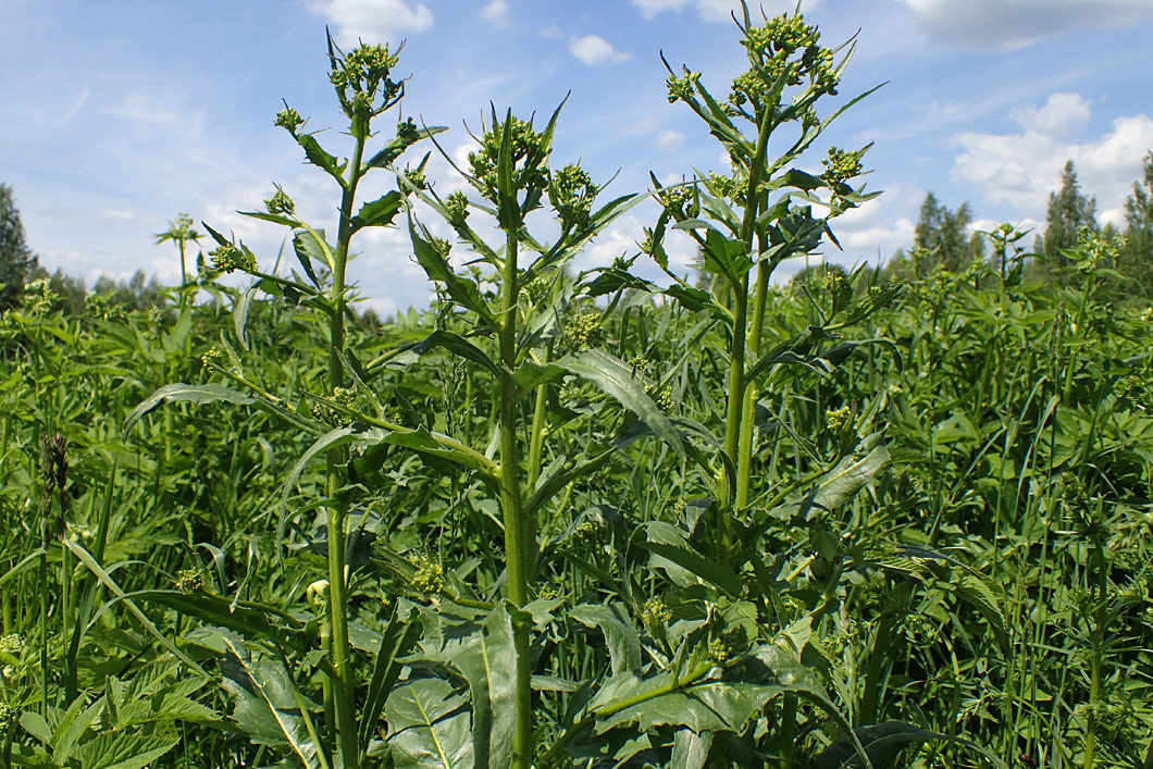 Image of Bunias orientalis specimen.