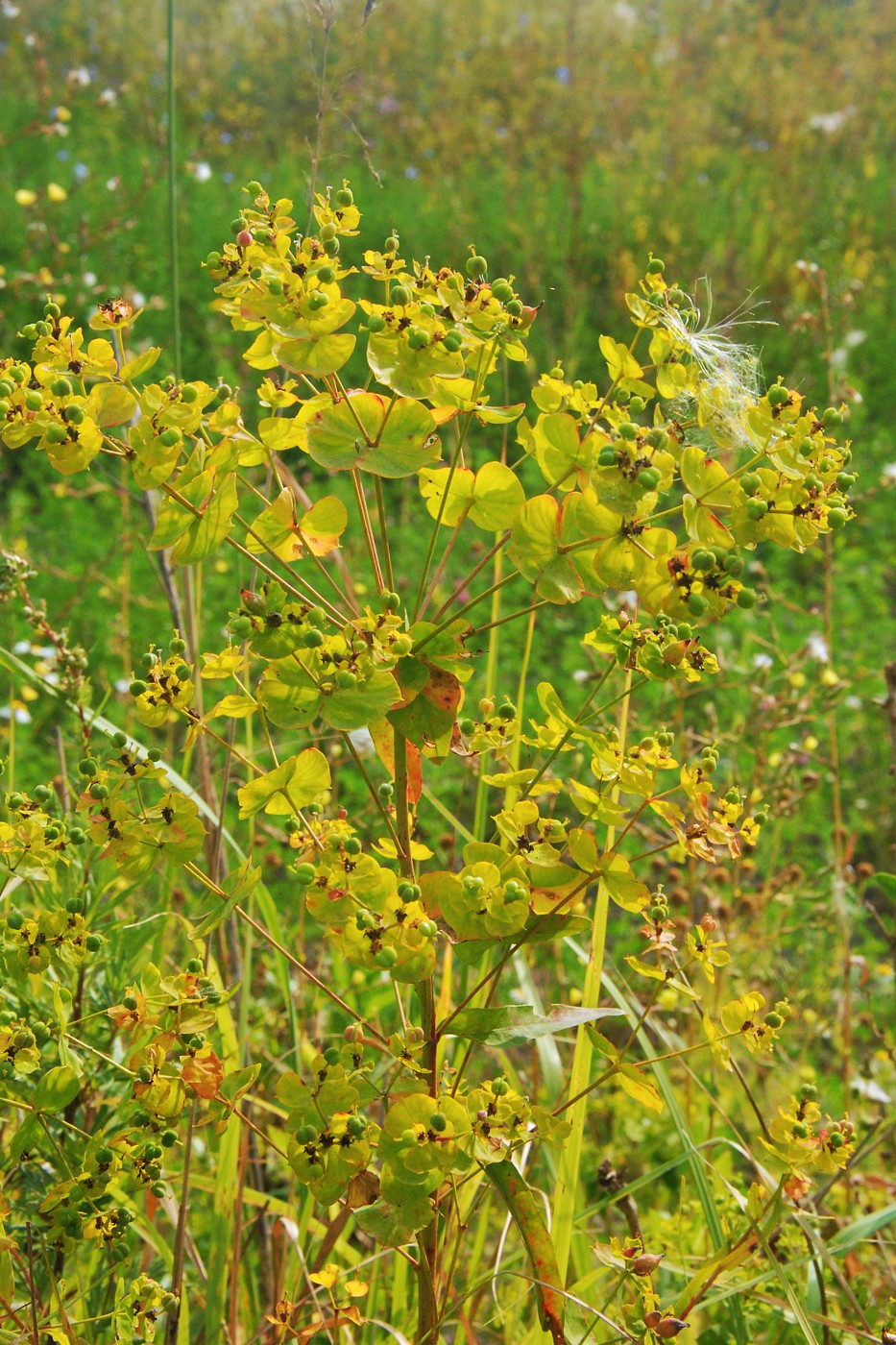 Image of Euphorbia virgata specimen.