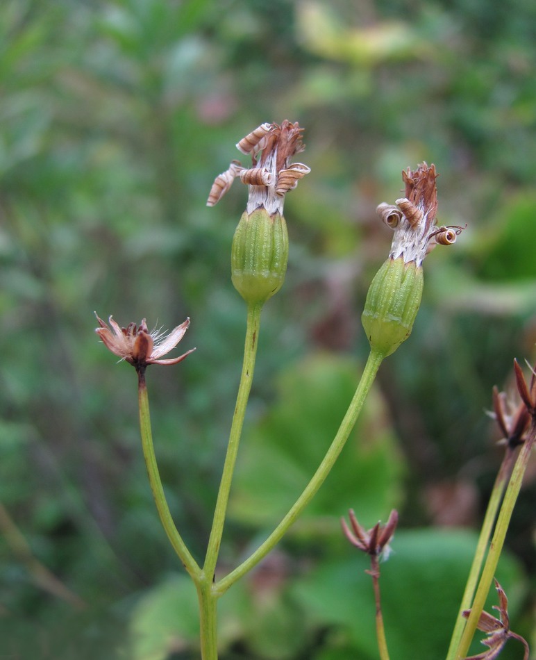 Image of Caucasalia parviflora specimen.