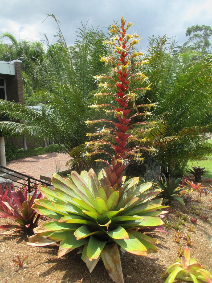 Изображение особи Vriesea imperialis.
