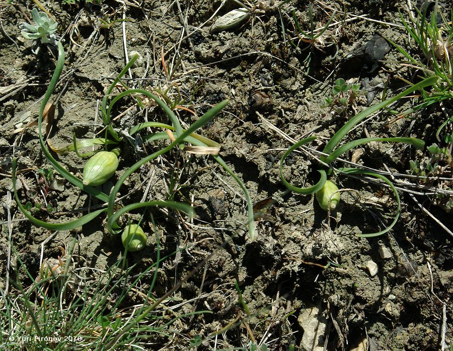 Image of Sternbergia colchiciflora specimen.