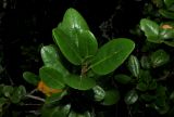 Rhododendron sajanense