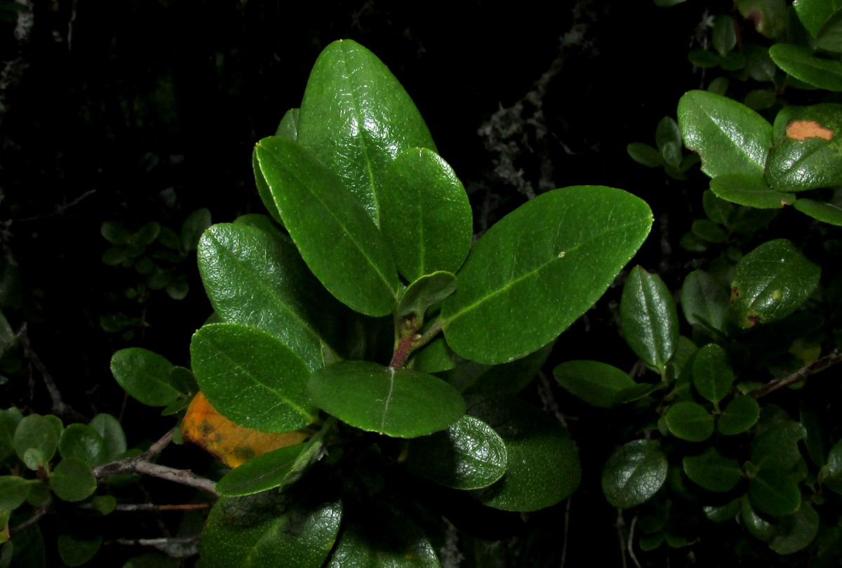 Image of Rhododendron sajanense specimen.