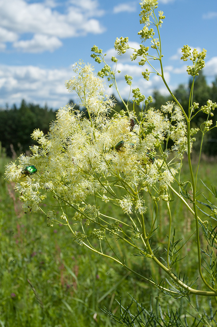 Изображение особи Thalictrum lucidum.