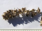 Ononis arvensis