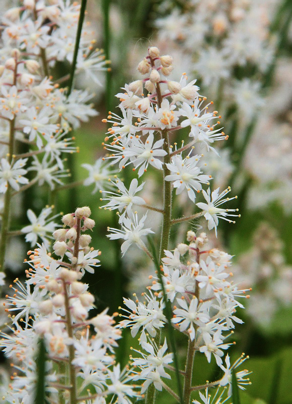 Изображение особи Tiarella cordifolia.