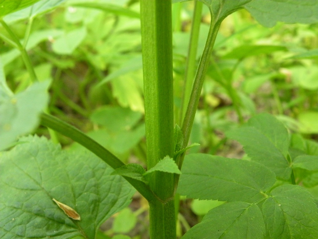 Изображение особи Scrophularia nodosa.