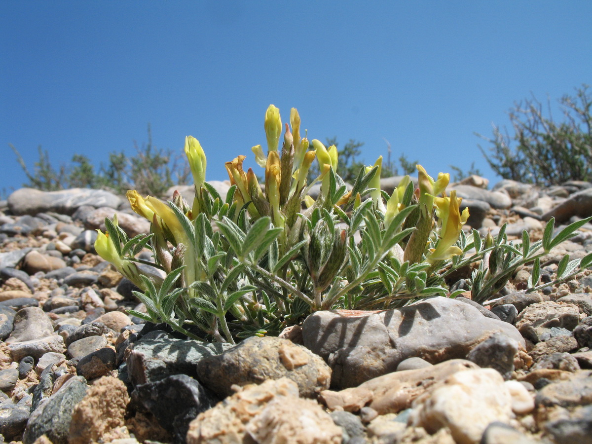 Image of genus Astragalus specimen.