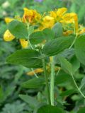 Hypericum maculatum. Часть побега (листья с нижней стороны). Североуральский городской округ, окр. пос. Крутой Лог, бывшая дер. Высотинка, берег р. Вагран, разнотравная поляна. 29.07.2017.