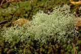 род Cladonia. Таллом; в сообществе с Pogonatum urnigerum (?) и Cladonia gracilis (?). Северный Урал, Пермский край, долина р. Язьва в р-не с. Верх-Язьва, опушка соснового бора, мохово-лишайниковый покров. 20 августа 2017 г.