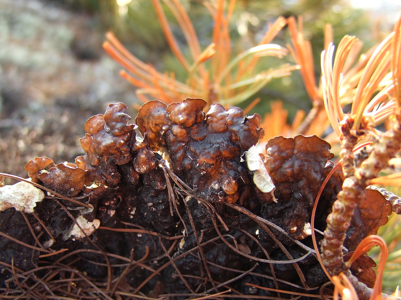 Image of Asahinea chrysantha specimen.