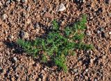 Salsola tragus