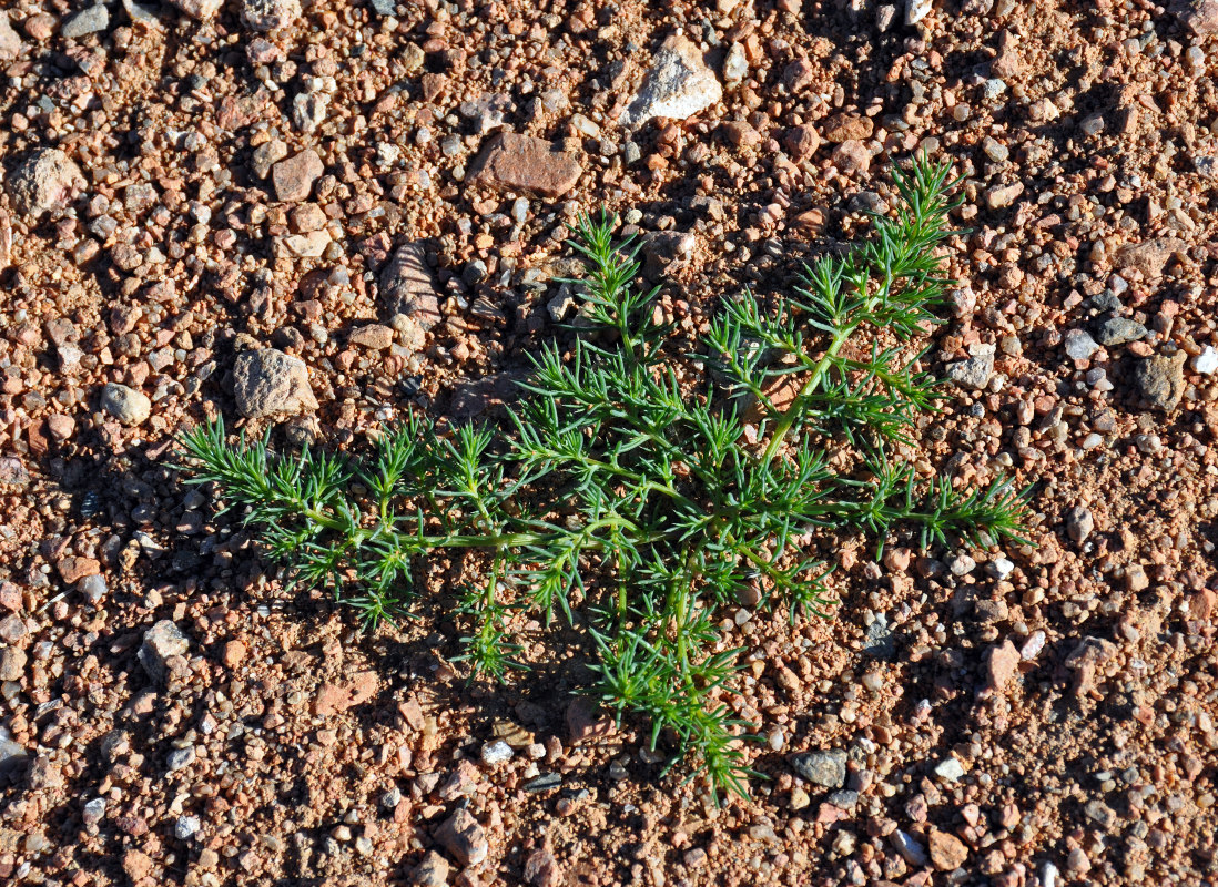 Изображение особи Salsola tragus.