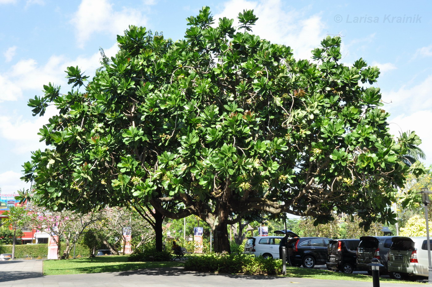 Image of Barringtonia asiatica specimen.