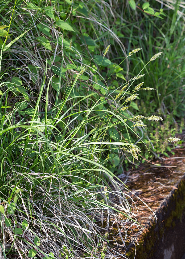 Image of Anthoxanthum amarum specimen.