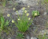 Allium stellerianum. Расцветающее растение. Иркутская обл., побережье оз. Байкал в р-не Малого Моря, окр. пос. Сахюрта, степь. 16.07.2016.