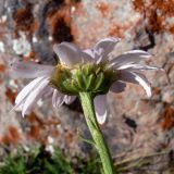 Chrysanthemum zawadskii. Верхушка цветущего растения (вид со стороны обёртки). Свердловская обл., окр. г. Североуральск, известняковая скала, южная сторона. 11.08.2017.