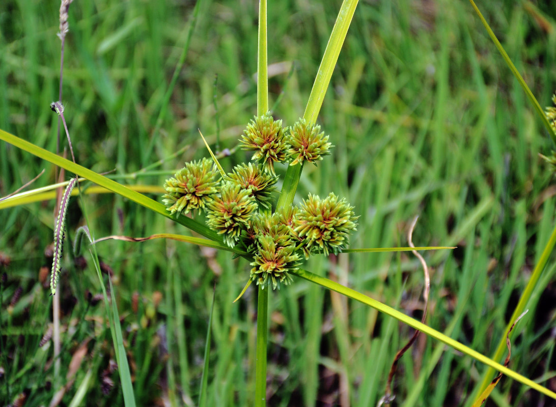 Изображение особи Cyperus eragrostis.