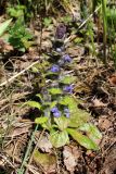 Ajuga pyramidalis. Цветущее растение. Беларусь, Минский р-н, остановочный пункт Зелёное, cмешанный хвойно-мелколиственный лес с преобладанием сосен и елей обыкновенных. 14.05.2017.