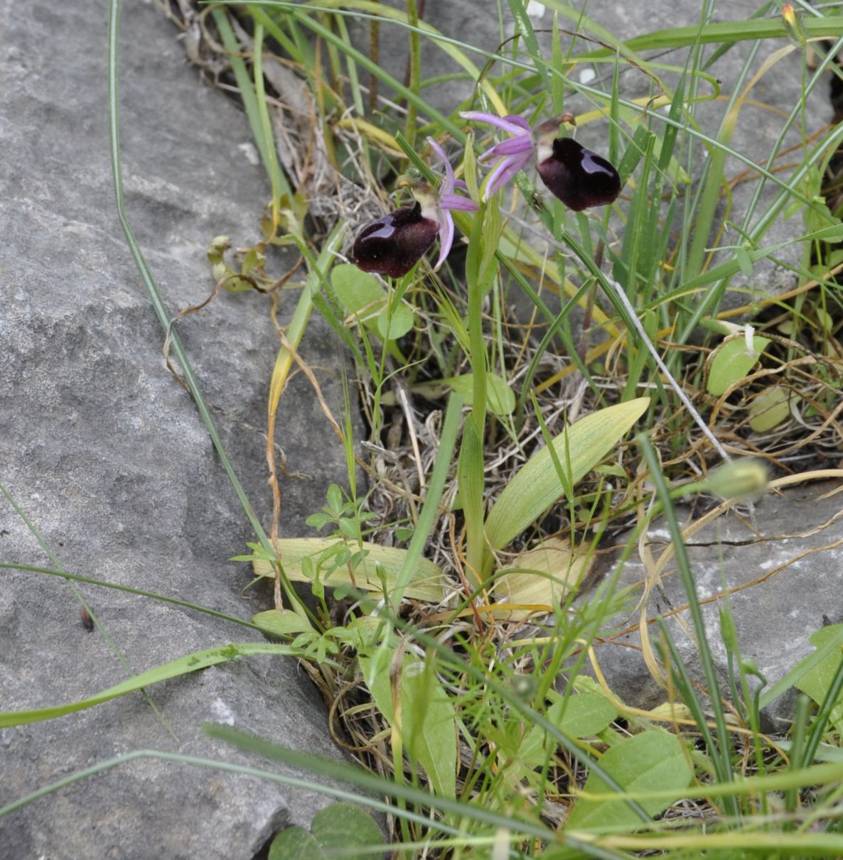Изображение особи Ophrys ferrum-equinum.