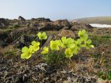 Papaver pulvinatum. Цветущие растения. Красноярский край, западное побережье п-ова Таймыр, мыс Ефремов камень, каменистая тундра. 22.07.2017.