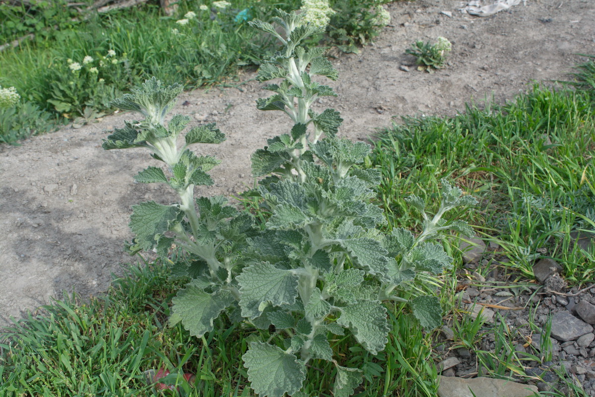 Image of Marrubium anisodon specimen.