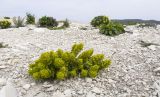 Cruciata taurica. Цветущее растение. Краснодарский край, м/о г. Новороссийск, гора Лысая, заброшенный мергелевый карьер, щебнистая россыпь. 17.04.2018.