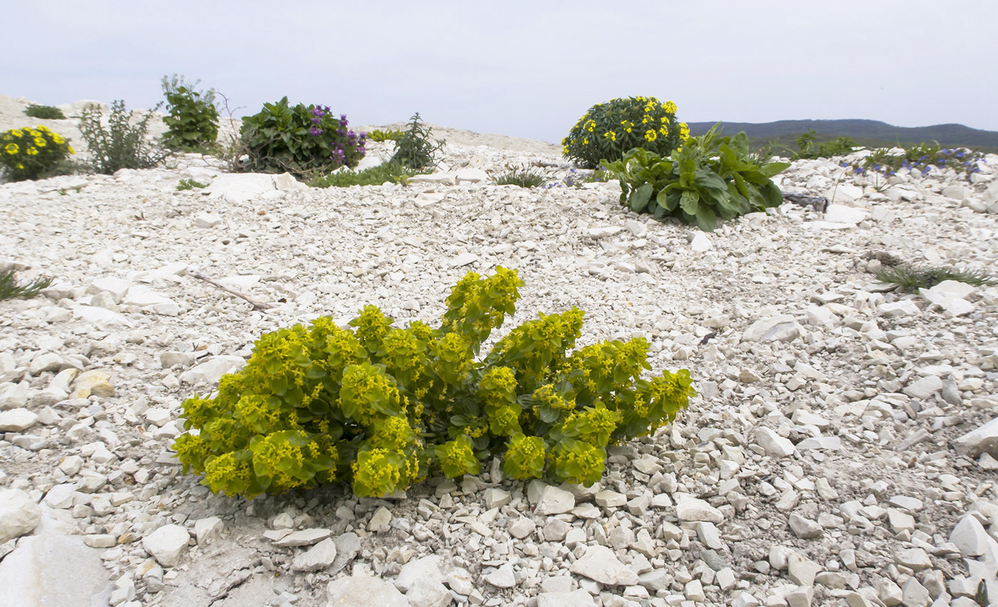 Image of Cruciata taurica specimen.