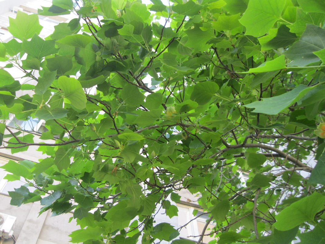 Image of Liriodendron tulipifera specimen.