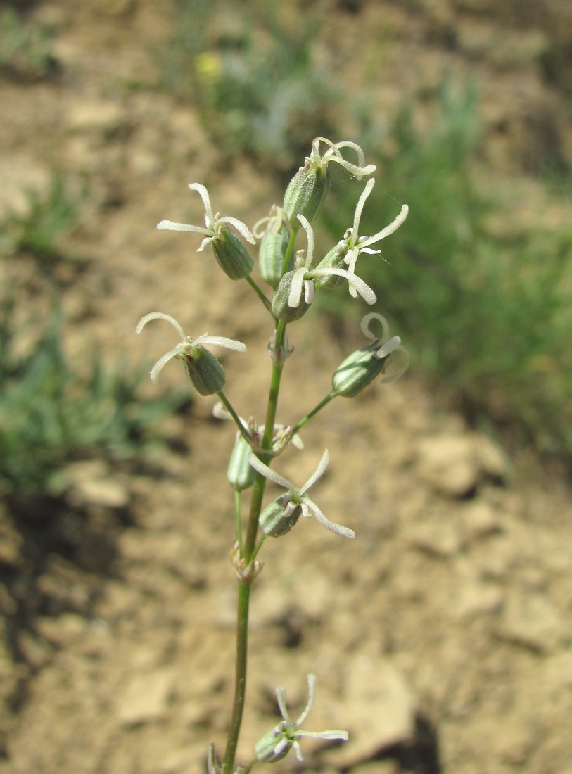 Image of Silene cyri specimen.