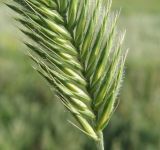 Agropyron pectinatum. Основание соцветия. Краснодарский край, Кущёвский р-н, станица Шкуринская, обочина полевой дороги, на склоне. 27.05.2010.