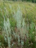 Artemisia austriaca