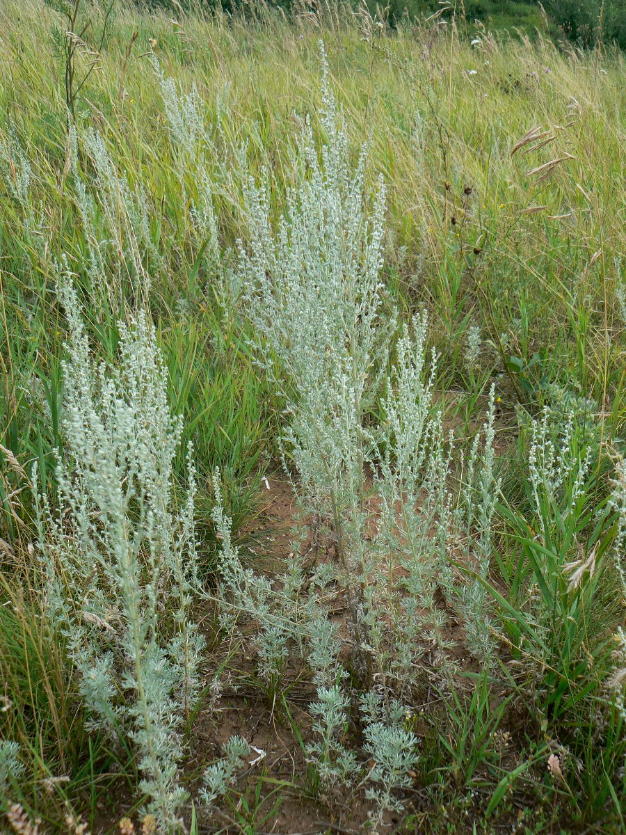 Image of Artemisia austriaca specimen.