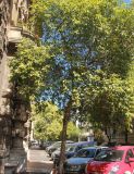 Ligustrum lucidum. Взрослое дерево (пестролистный культивар). Италия, г. Рим, улица Брента (via Brenta), в культуре. 8 июня 2017 г.