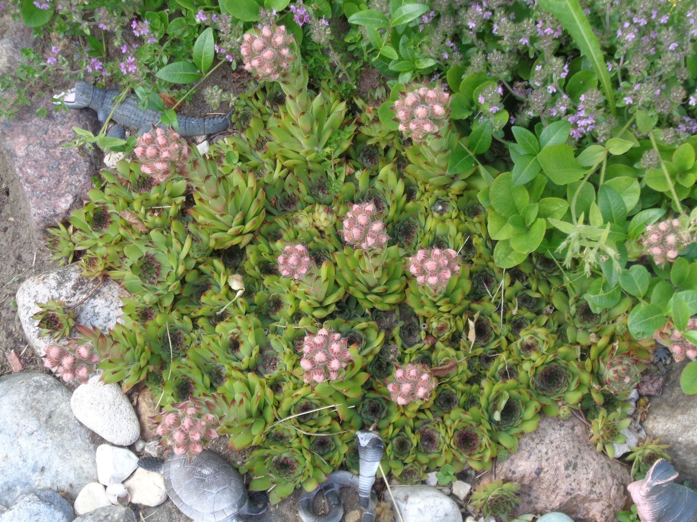 Изображение особи Sempervivum tectorum.